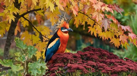 Mésange Bleue