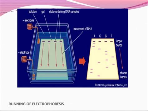 Electrophoresis