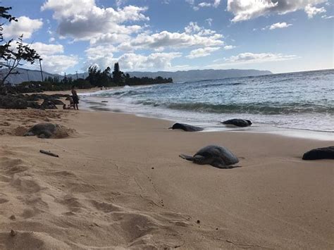 Turtle Bay Beach Kahuku 2021 All You Need To Know Before You Go