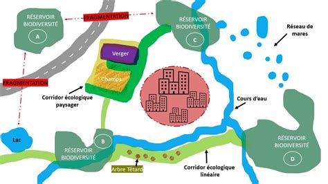 Biodiversit Levez Le Pied Mairie De Brec H Site Officiel