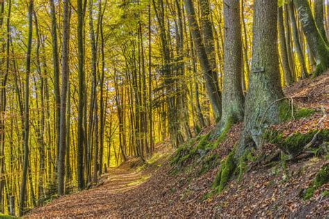 Darmowe Zdjęcia lesisty teren Natura ekosystemu umiarkowany lasów