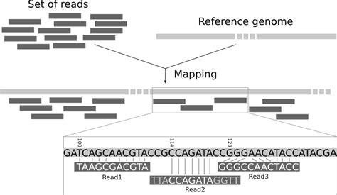 Data Structures For Efficient Ngs Read Mapping Suffix Tree Suffix