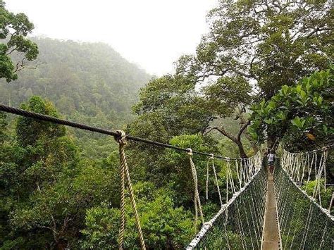 Taman Negara Canopy Walkway - All You Need to Know BEFORE You Go (2025)