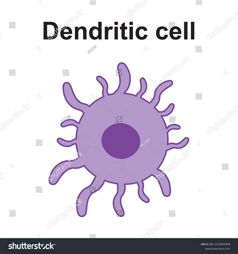 Antigen Presenting Cell Types