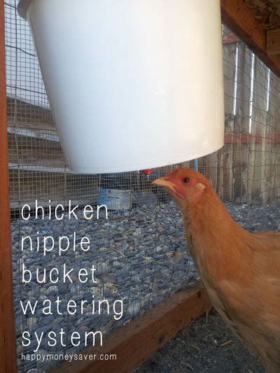 9 Easy To Build Chicken Watering Stations Homesteading Chickens