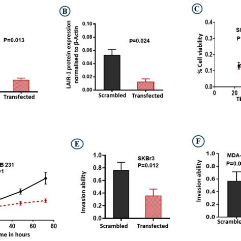 Downregulation Of Lair 1 Expression By Sirna Transfections Skbr3 And