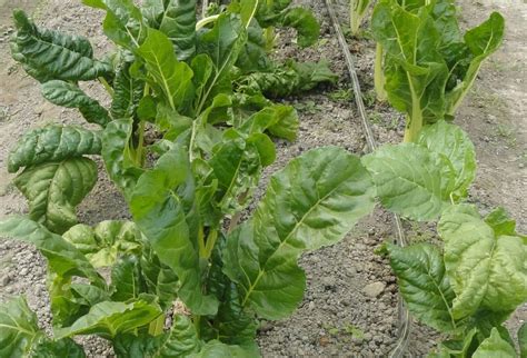 Spinacia Oleracea Spinach Plantinfo