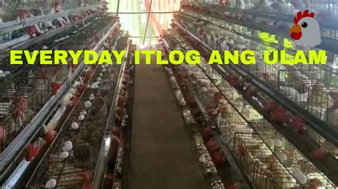 ITLUGAN PAANO MAGPA ITLOG NG MANOK YouTube