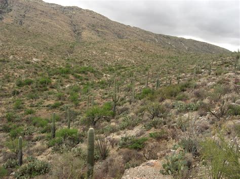 Cactus Forest Drive Saguaro National Park Saguaro Nati Flickr