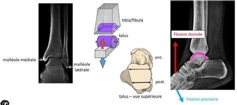 Articulation Tibio Tarisenne Diagram Quizlet