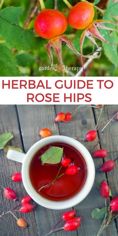 Rose Hips Benefits + How to Grow Them (and Use Them) | Rose hips ...