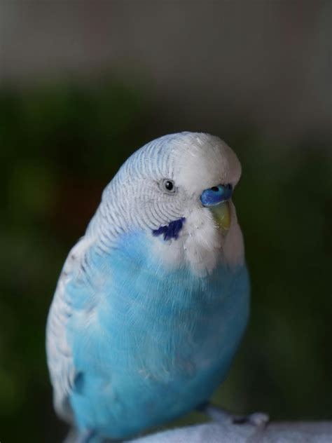 550 Budgie Names Cute Funny And Unique Ideas