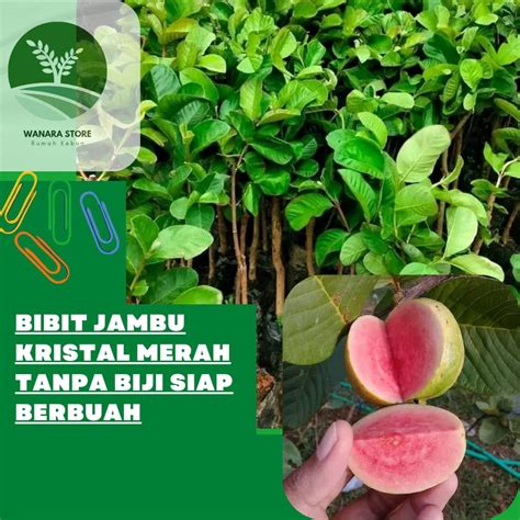 Jual Bibit Tanaman Jambu Kristal Merah Cepat Berbuah Shopee Indonesia