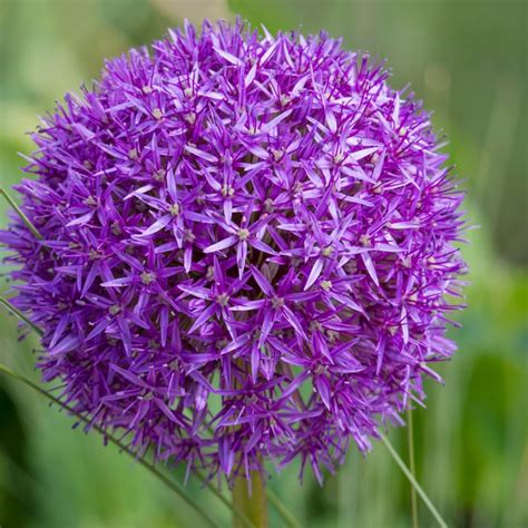 Allium Purple Sensation