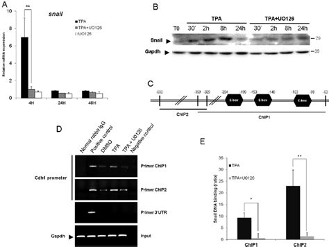 The Binding Of Snail To The E Box Of The Cdh Promoter Requires Erk