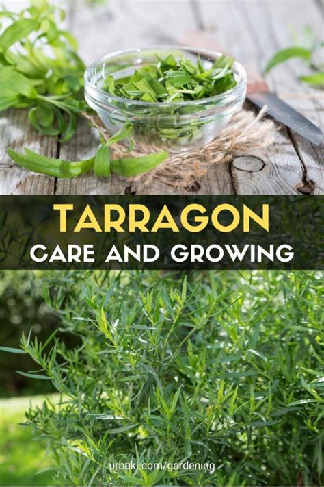 Tarragon Care And Growing Guide