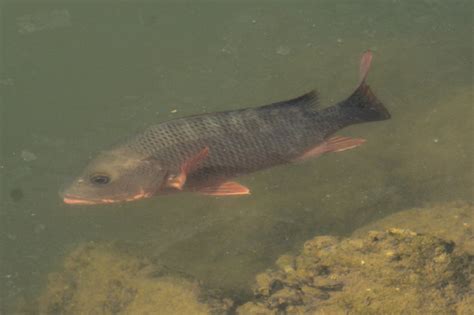 Pargo Colorado Lutjanus Colorado