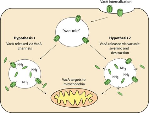 Frontiers Vacuolating Cytotoxin A VacA A Key Toxin For