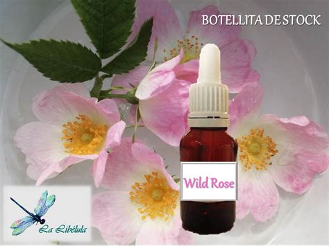 Wild Rose Flores De Bach Artesanum