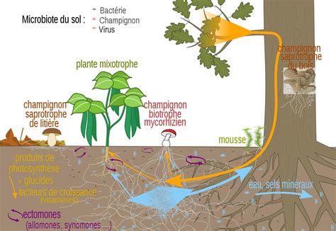 Les Champignons Mycorhiziens C Est Quoi Le Noyau Du Jardin