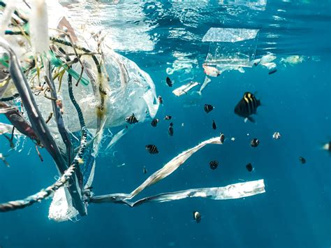 El De La Basura Marina Es Pl Stico Sobre Todo Bolsas Y Botellas