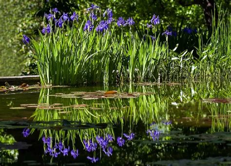 22 Best Pond Plants Discover Popular Aquatic Plants For Ponds