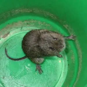 Eastern Meadow Vole - Facts, Diet, Habitat & Pictures on Animalia.bio