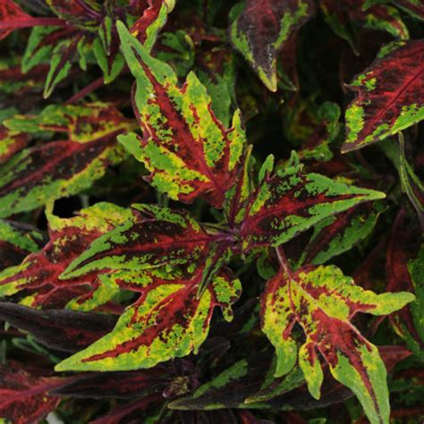 Coleus Flamethrower™ Chili Pepper Johnson Nursery Corporation