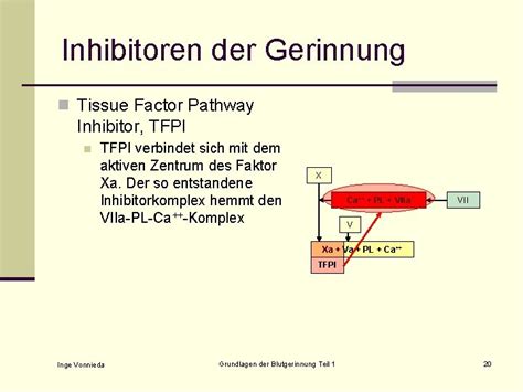 Grundlagen Der Blutgerinnung Teil Aufgaben Und Ablauf