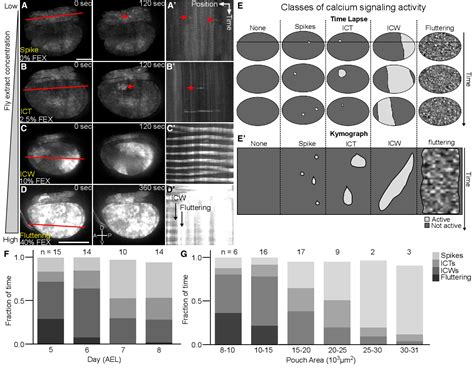 Figure From Decoding Calcium Signaling Dynamics During Drosophila