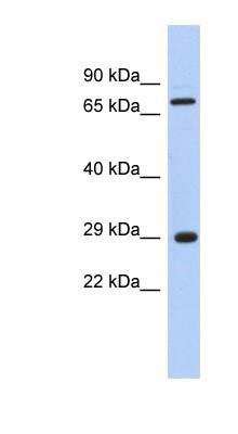 FTS Antibody NBP1 53106 By Novus Part Of Bio Techne