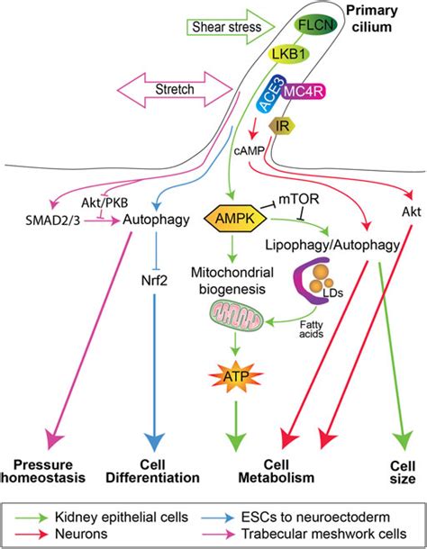 Frontiers Autophagy And The Primary Cilium In Cell Metabolism Whats