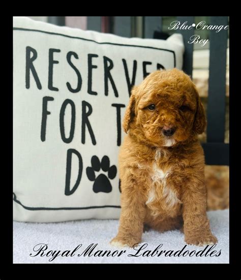 IMG_3871-2 - Royal Manor Labradoodles