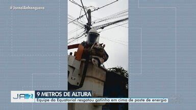 Ja Edi O Gato Resgatado Em Cima De Poste Em An Polis Globoplay