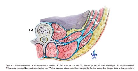 Quadratus Lumborum Blocks Virtual Library