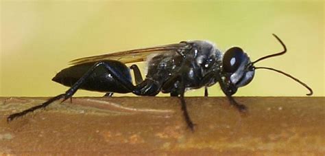 Velvet Ant And Wasp From Australia What S That Bug