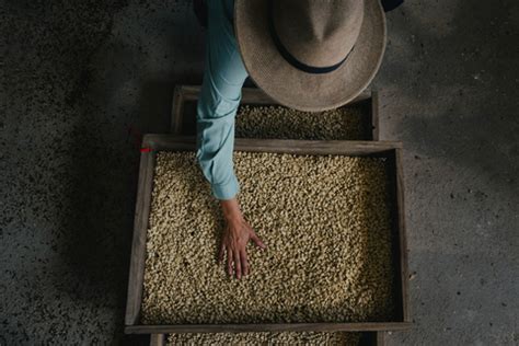 Starbucks Expande Su Esfuerzo Global Para Proteger El Futuro Del Caf