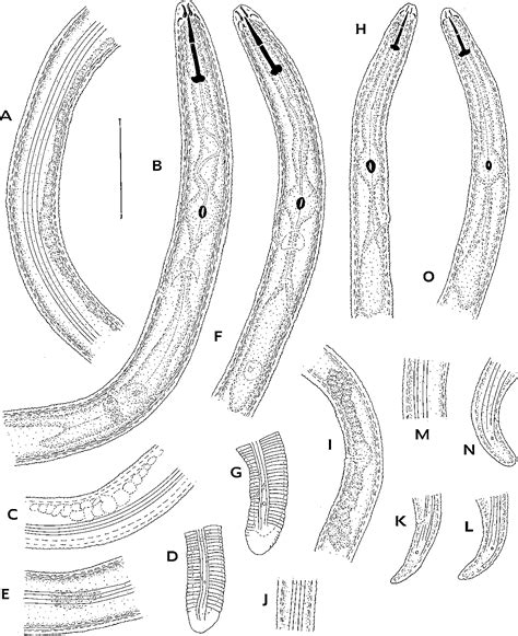 Table From Morphological And Molecular Characterisation Of One New