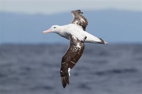 Procellariiformes | Idaho Fish and Game