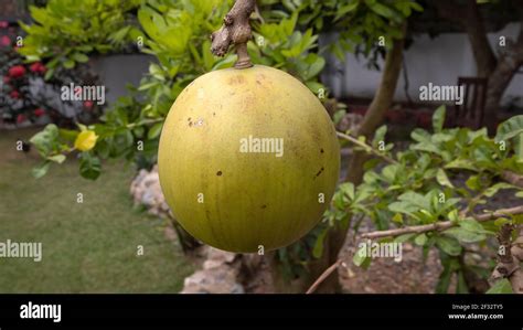 Tropical Fruit Ghana Africa Traditional Food Plant In Africa Improve