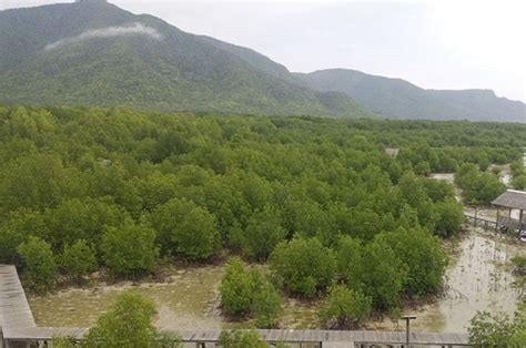 Manfaat Hutan Mangrove Bagi Lingkungan Hingga Ekonomi Sonora Id