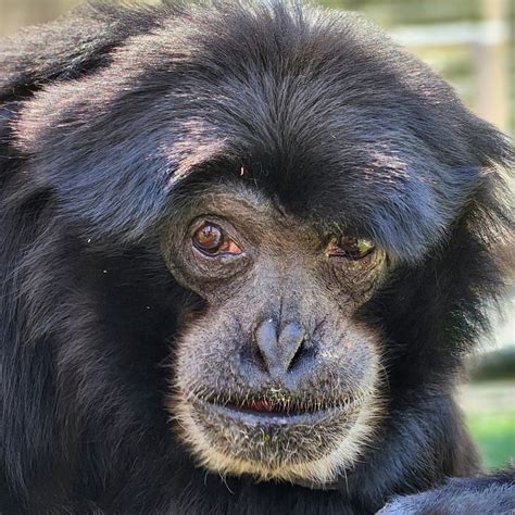 Primate Rescue Center Kentucky Usa