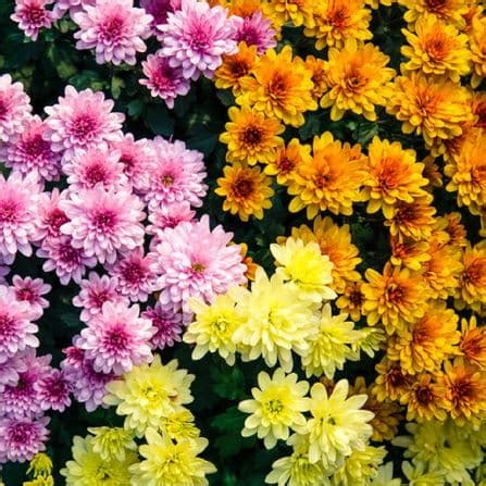 Buy Chrysanthemum Seeds Online in India | Organic Chrysanthemum Seed for Sale