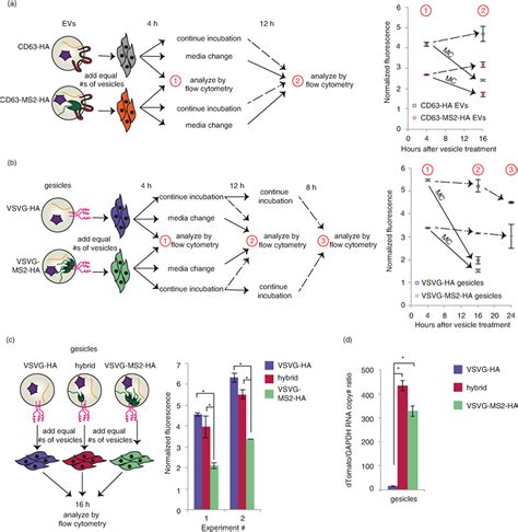 A Platform For Actively Loading Cargo Rna To Elucidate Limiting Steps