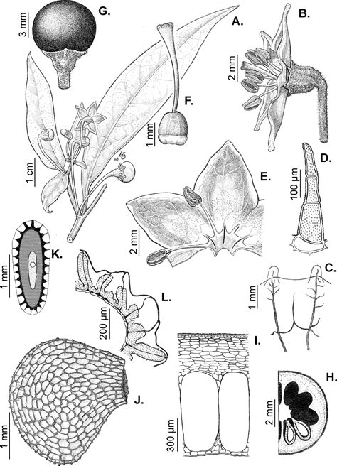 ﻿monograph Of Wild And Cultivated Chili Peppers Capsicum L Solanaceae