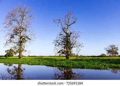 Trees On Water Tributary Amazon River Stock Photo 725691184 | Shutterstock