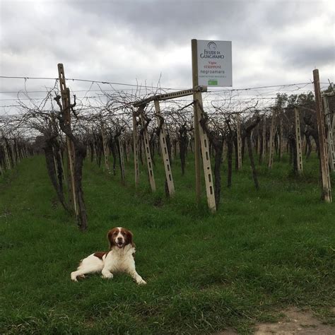 Feudi Di Guagnano Winery In Puglia Winetourism