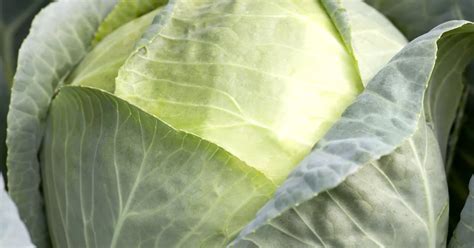 Brassica Oleracea Gem Sekohl Ricoter Erdaufbereitung Ag