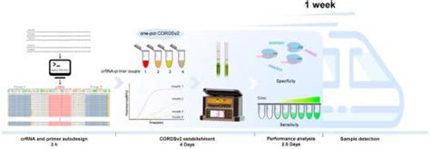 一种具有从头自动设计器的通用一体化 Rpa Cas12a 策略及其在 Dna 和 Rna 病毒现场超灵敏检测中的应用biosensors