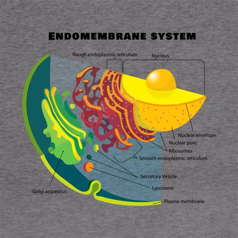 Endomembrane System Flow Chart